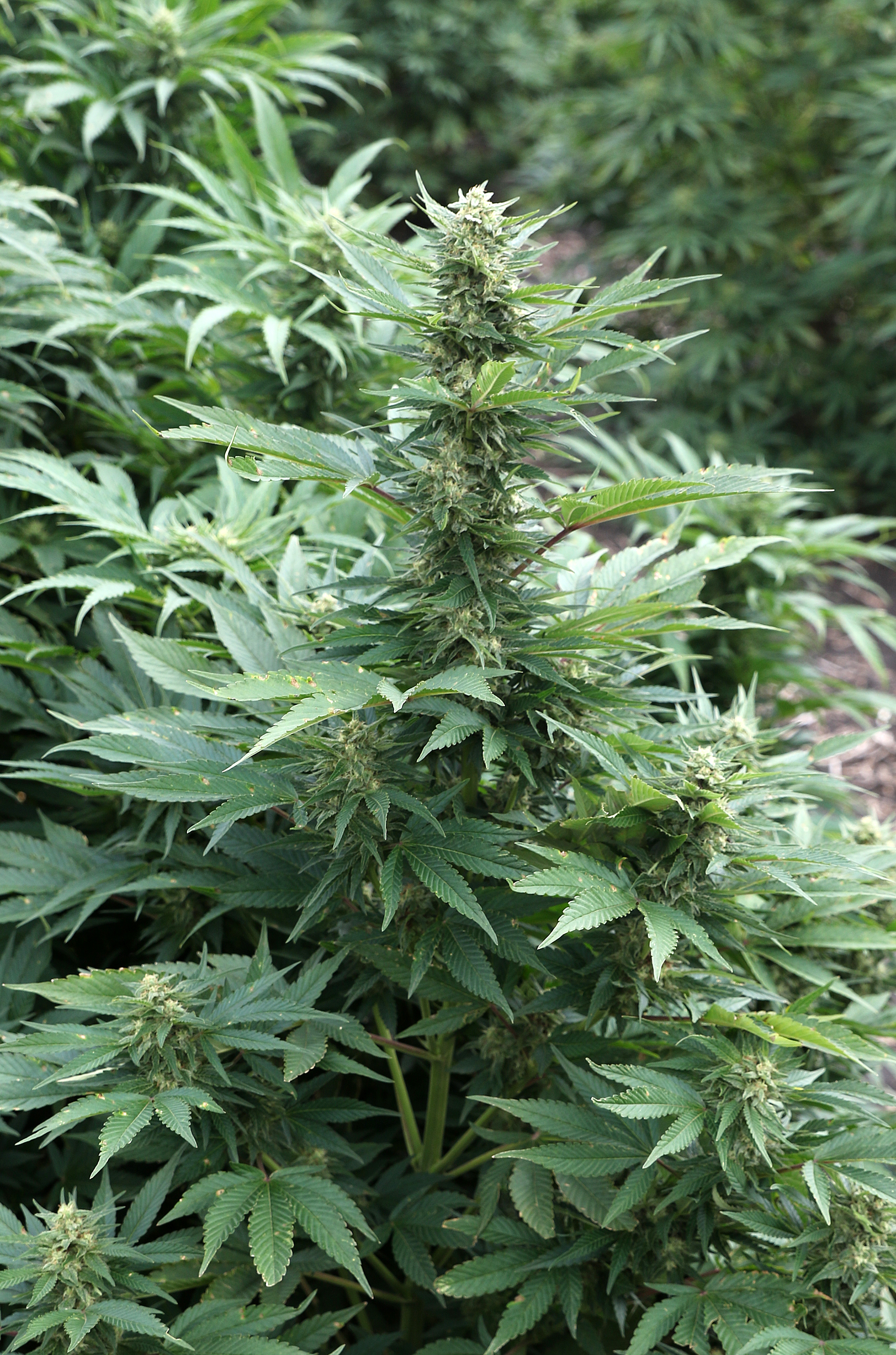 Minnesota hemp growers, processors must apply by April 30 for 2024 season - Vimarsana News